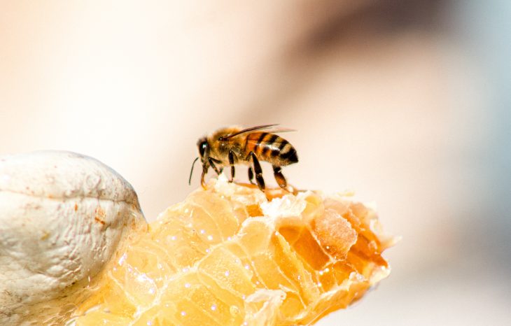 How is Honey Made?