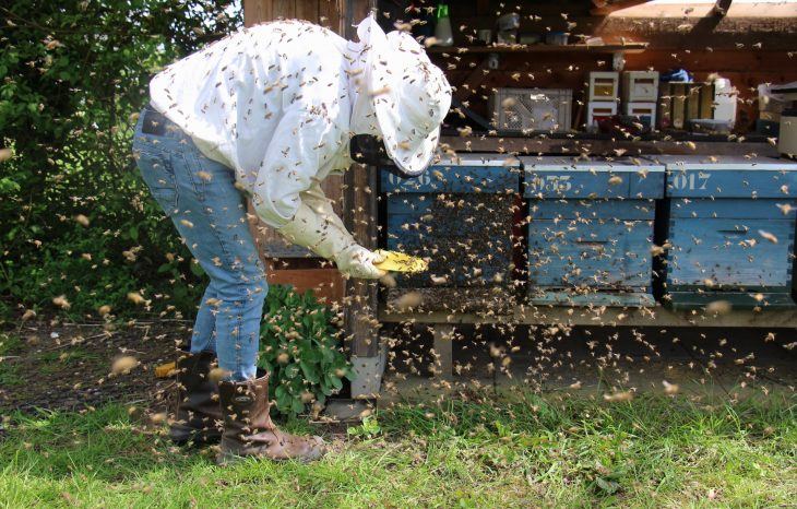 Preparing for a Bee Service