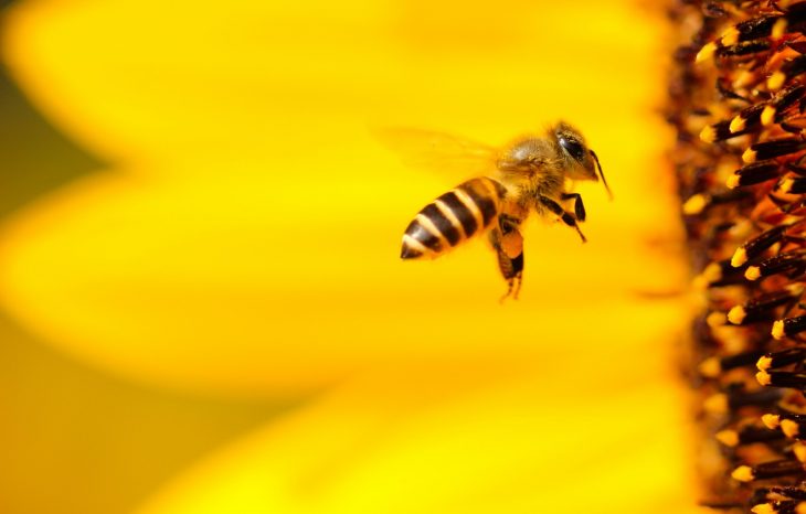 Study shows that Bee Appearance and Behavior could be Related