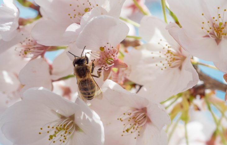 Bees Can´t Fly at Night