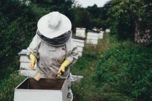 Bee removal expert in Weatherford