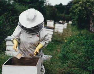 Bee removal expert