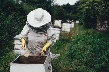 Bee removal expert