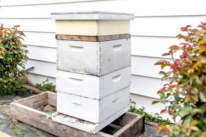 Beekeeping boxes