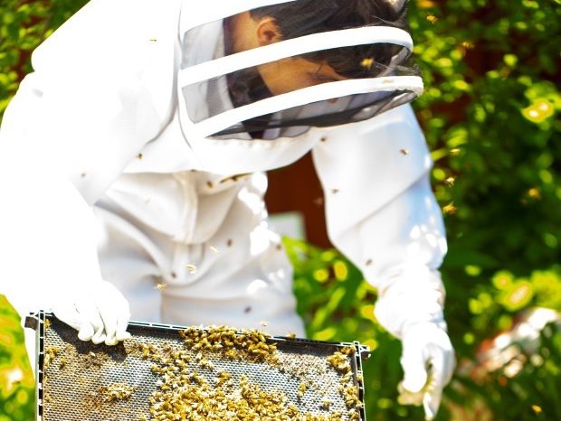 Urban Beekeeping: A Brief Starter’s Guide
