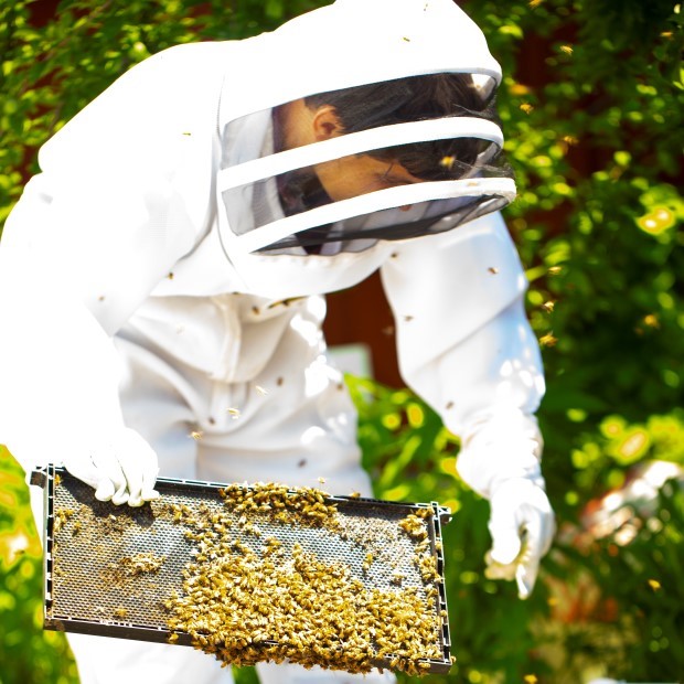 City Beekeeping ~ Honey for Health