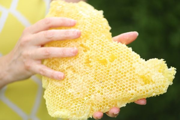 honey bee comb in hands of a beekeeper