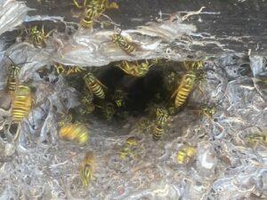 Yellow Jackets