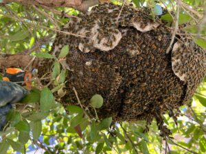 Wasps nest