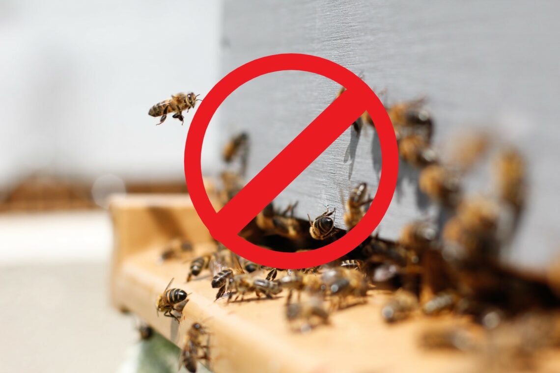 Bee Removal DIY Do It Yourself