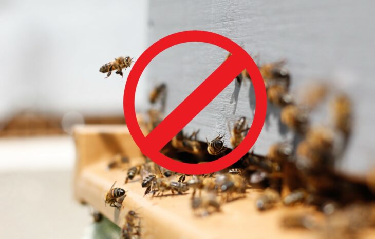 Bee Removal DIY Do It Yourself Precautions