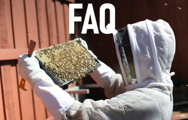 Bee Removal FAQ – Frequently Asked Questions