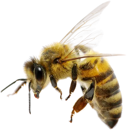 bee fliying